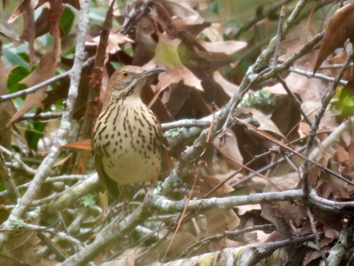 Brown Thrasher - ML301326551