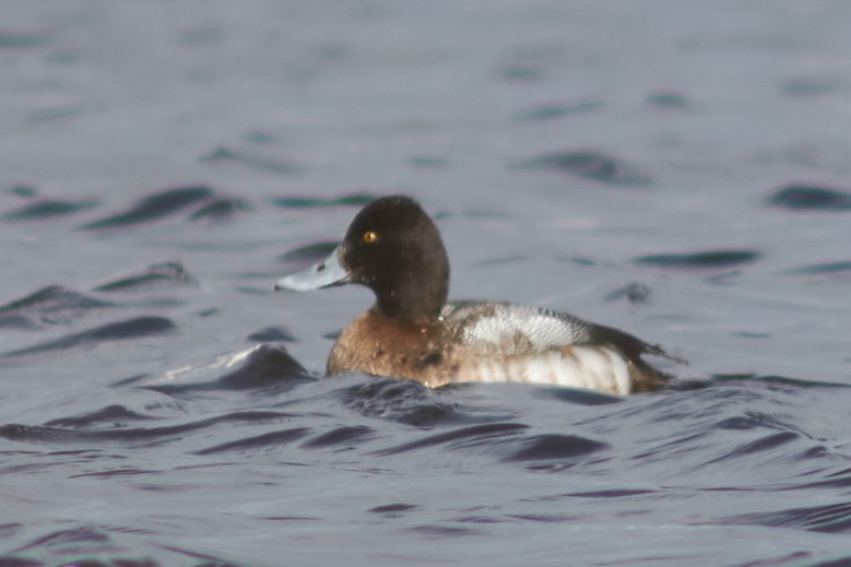 Lesser Scaup - Ivan Wiljanen