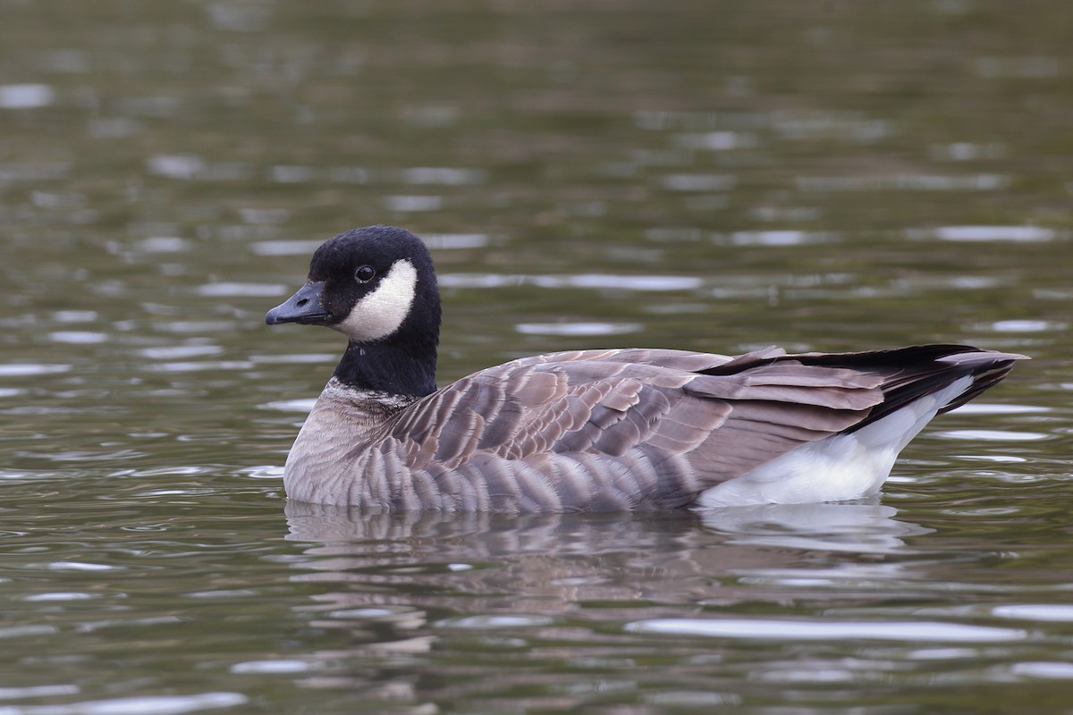 Cackling Goose - ML301329631