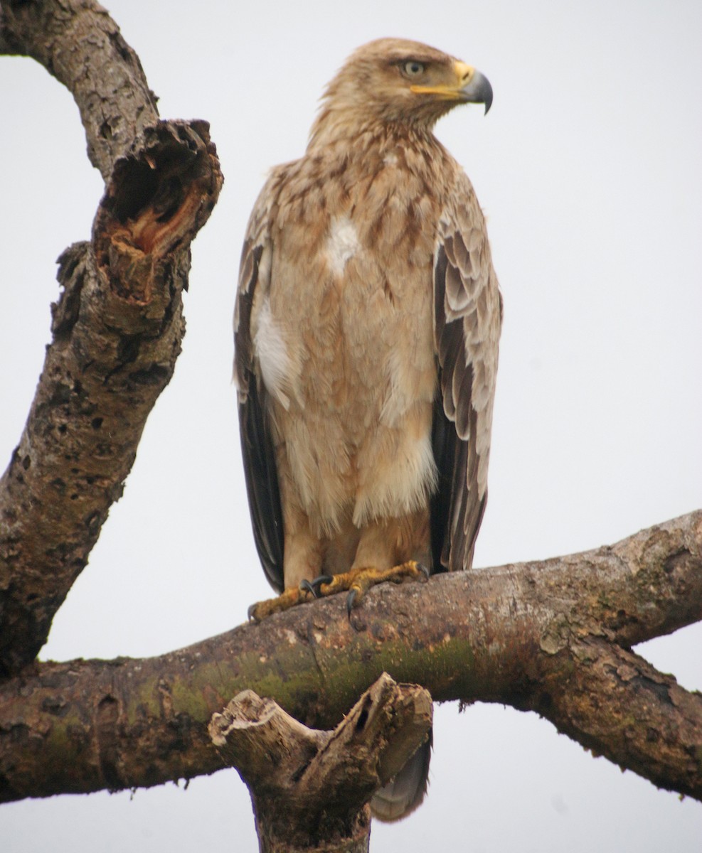 Águila Rapaz - ML301329871