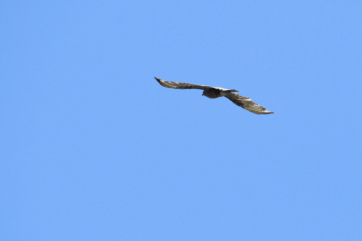 Brown Falcon - ML301329951