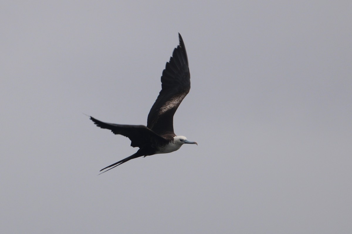 Magnificent Frigatebird - Ben Phalan