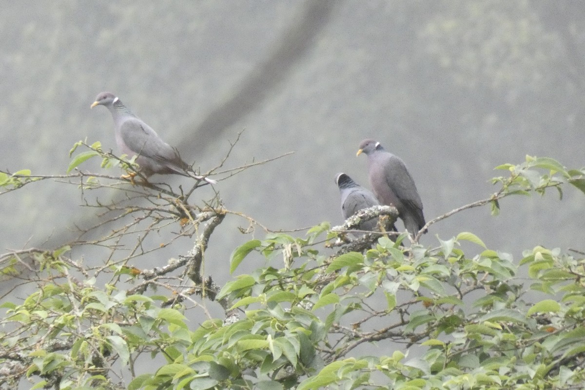 Band-tailed Pigeon - ML301330651