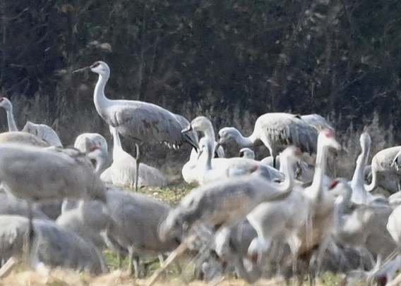 Tundra Swan - ML301333781