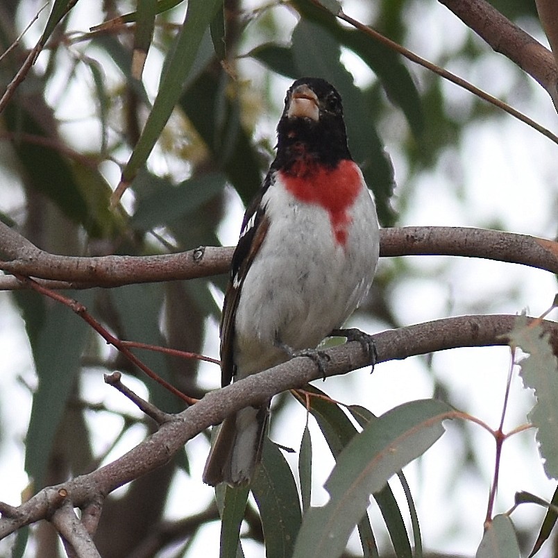 Rose-breasted Grosbeak - ML30133501