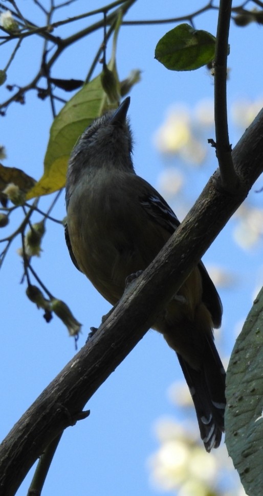 Variable Antshrike - ML301339931