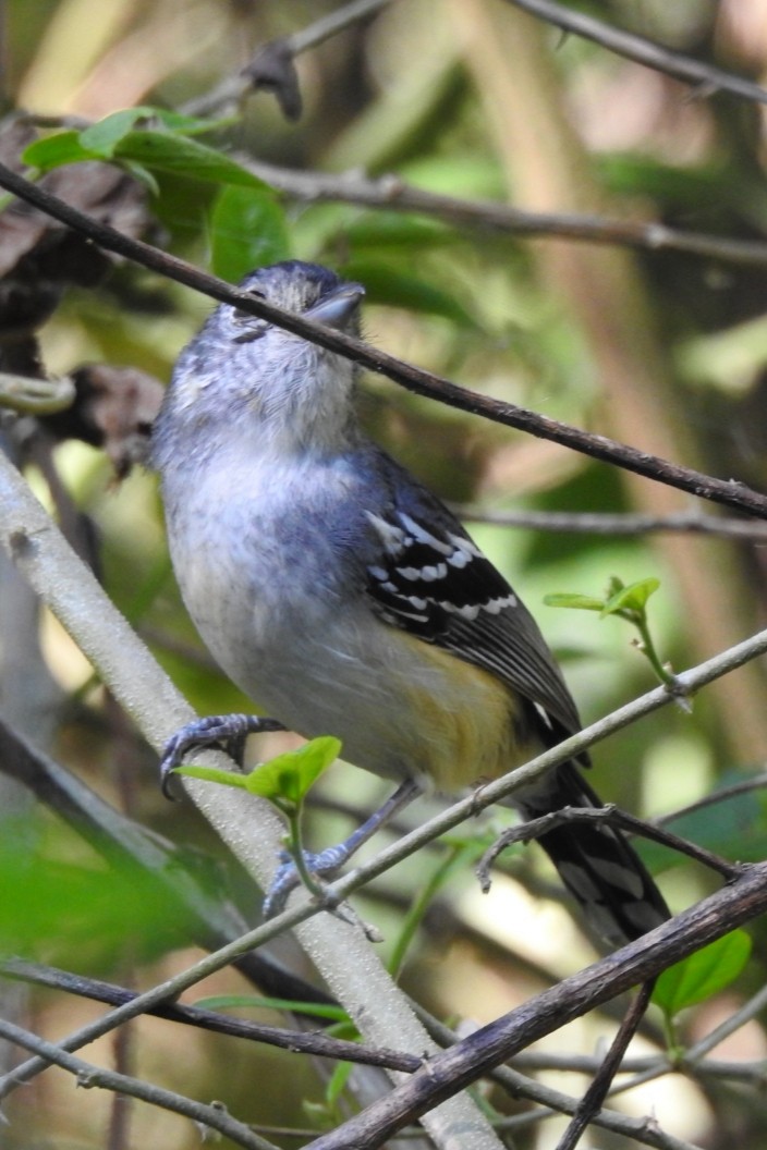 Variable Antshrike - ML301339961