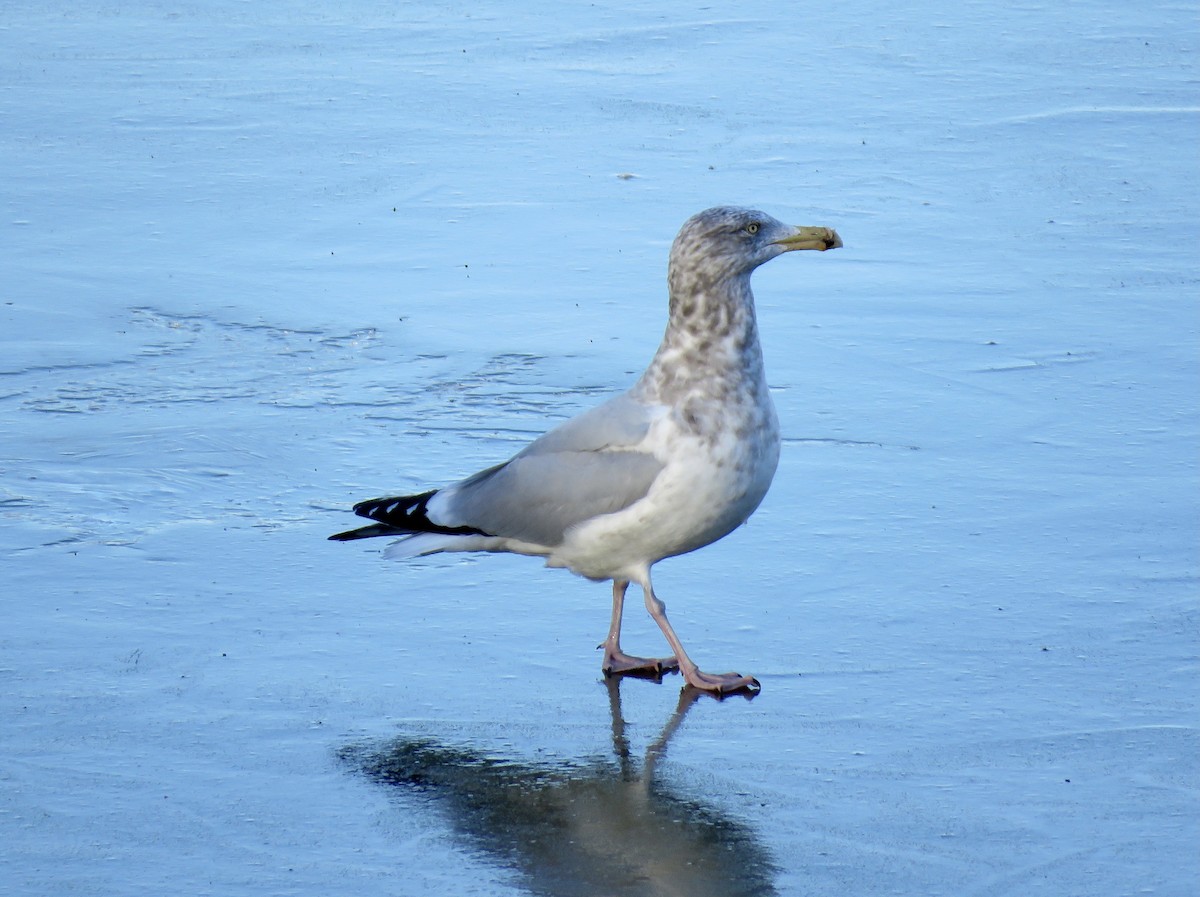 Kanadamöwe - ML301342291