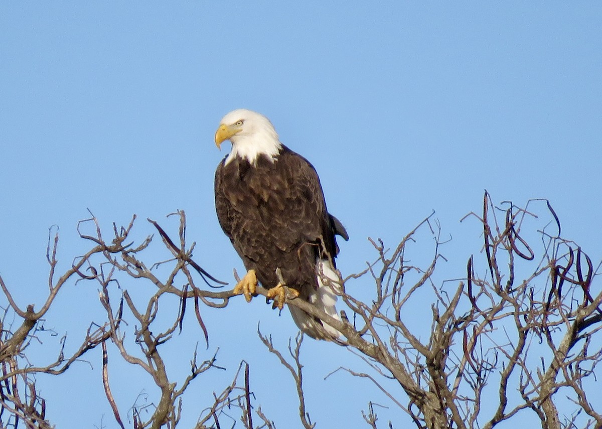 Weißkopf-Seeadler - ML301342381