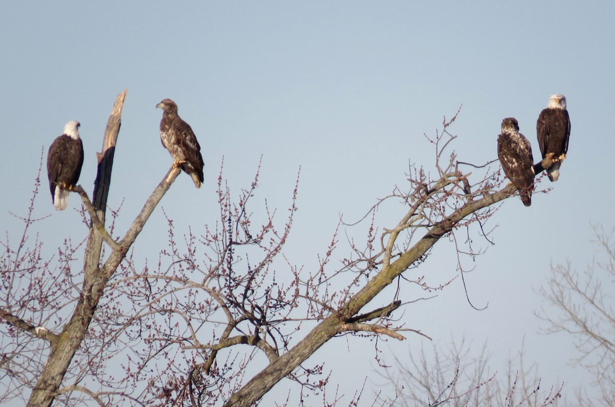 Weißkopf-Seeadler - ML301342431