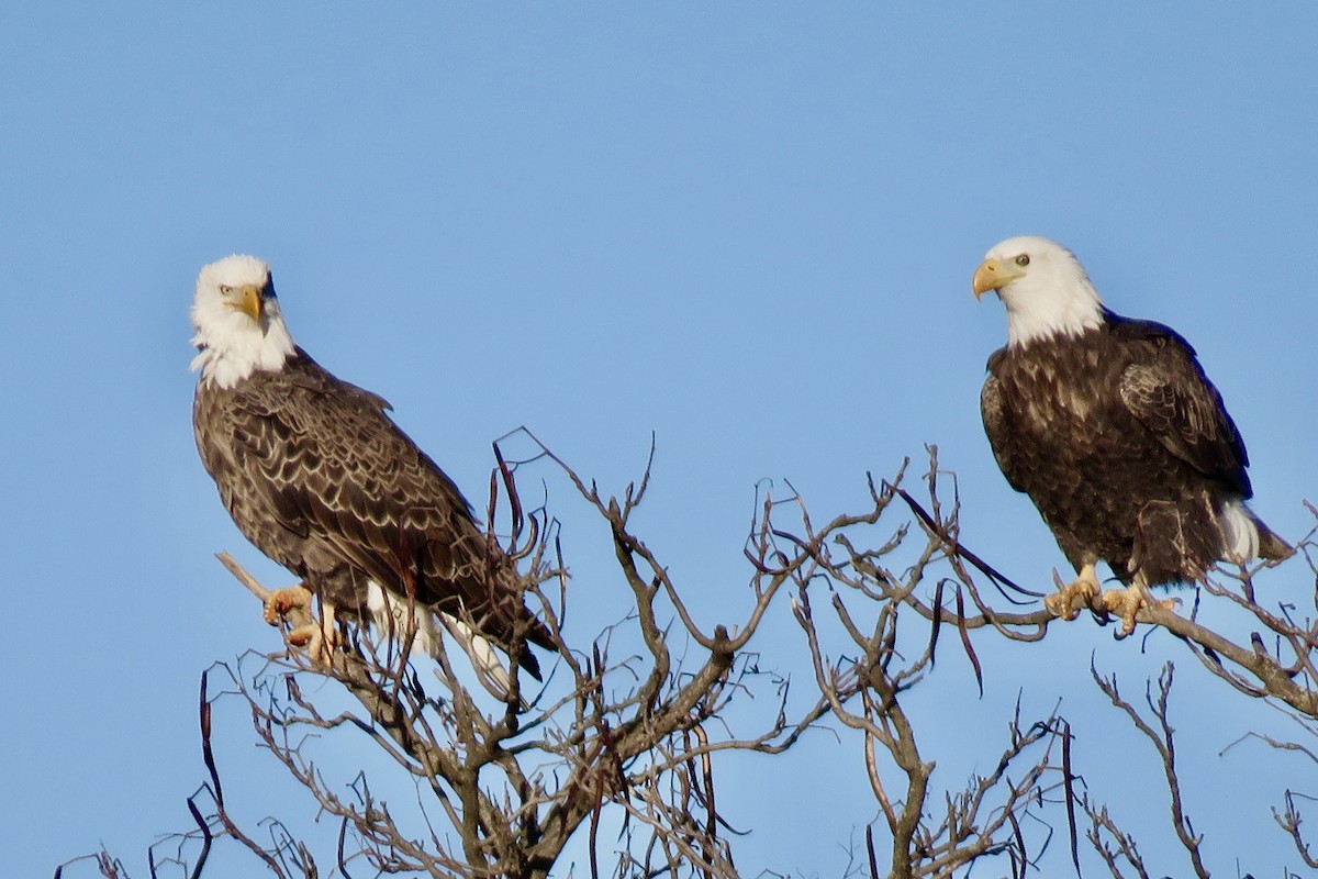 Weißkopf-Seeadler - ML301342451