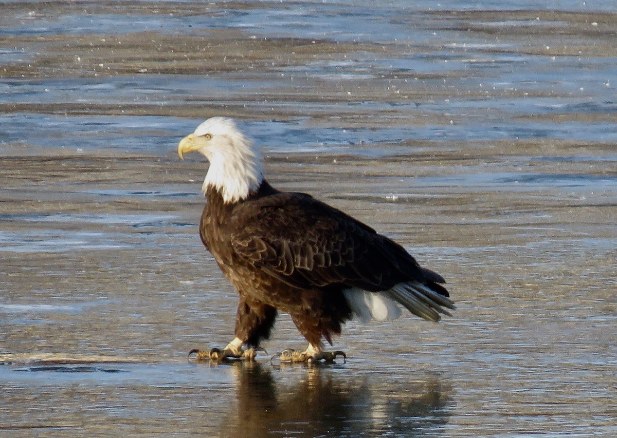 Weißkopf-Seeadler - ML301342461