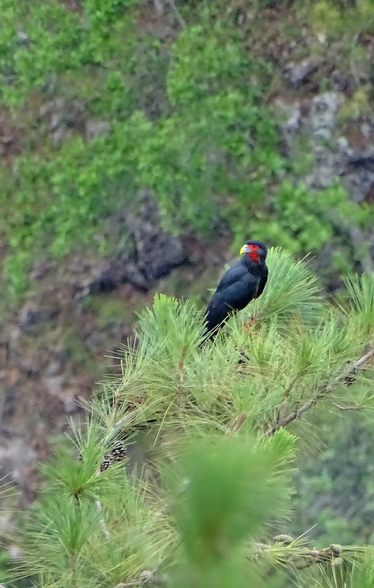 Red-throated Caracara - ML30134501