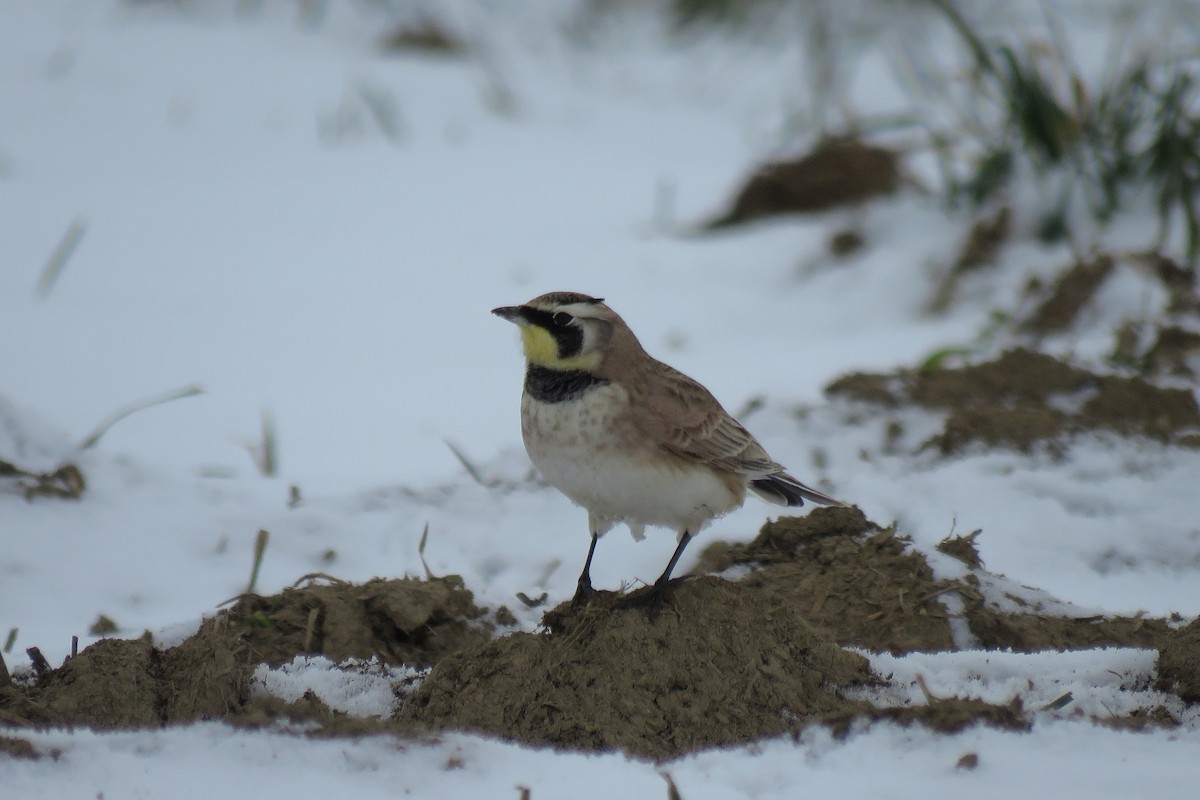 Horned Lark - ML301345601