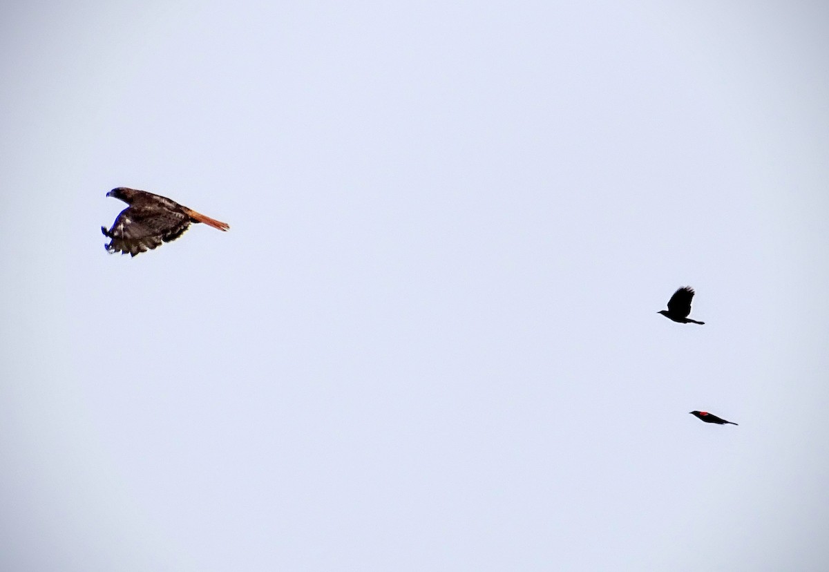 Red-tailed Hawk - ML30134571