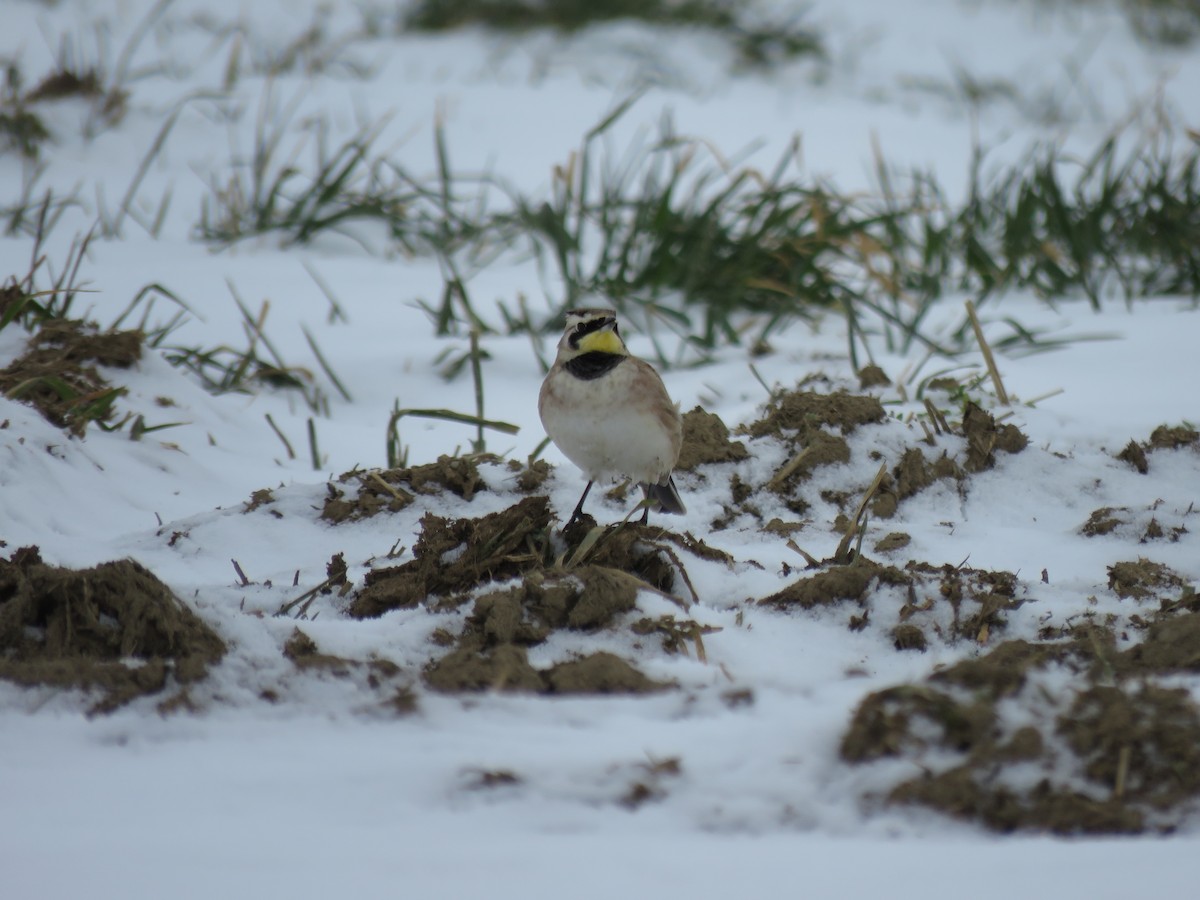 Horned Lark - ML301345901