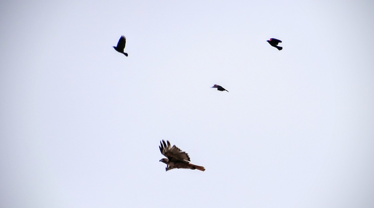 Red-tailed Hawk - ML30134591