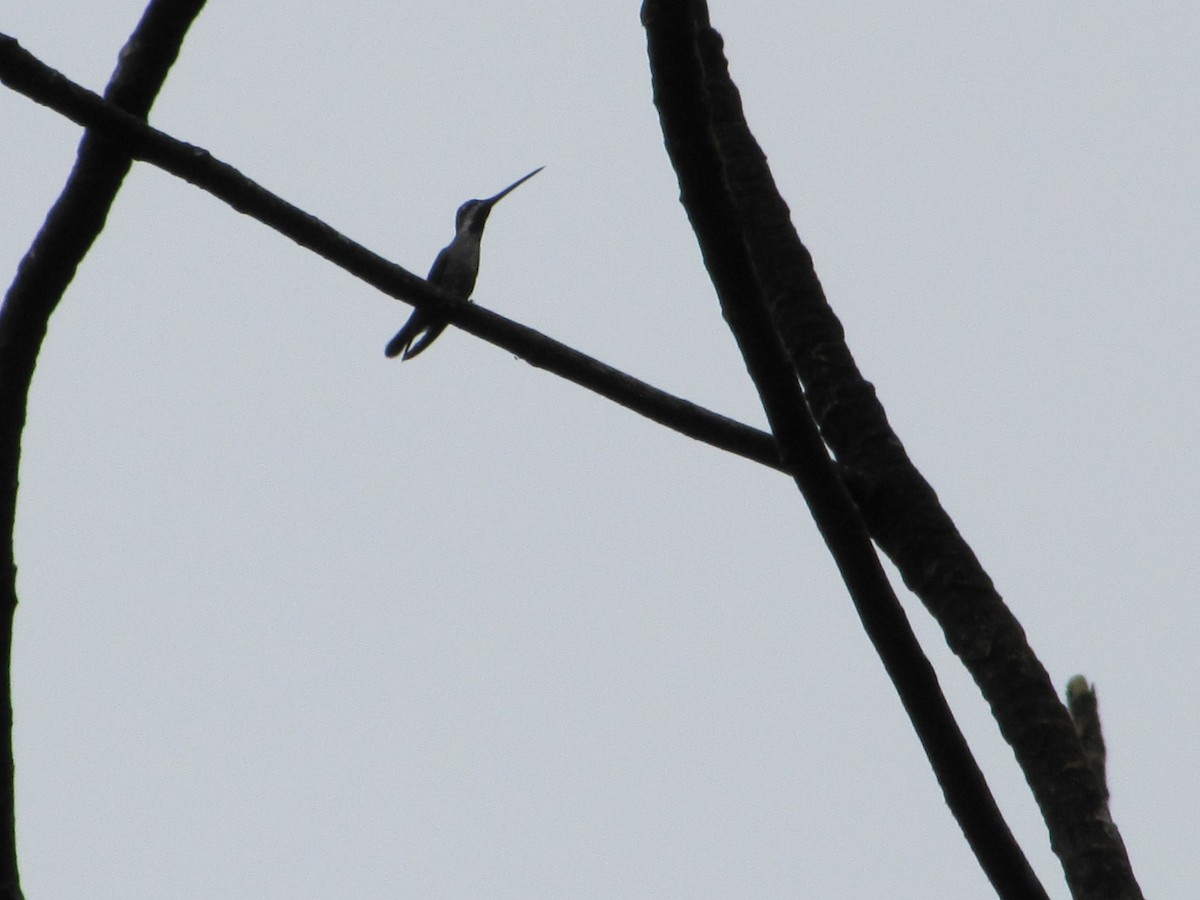 kolibřík hvězdohrdlý - ML301346041