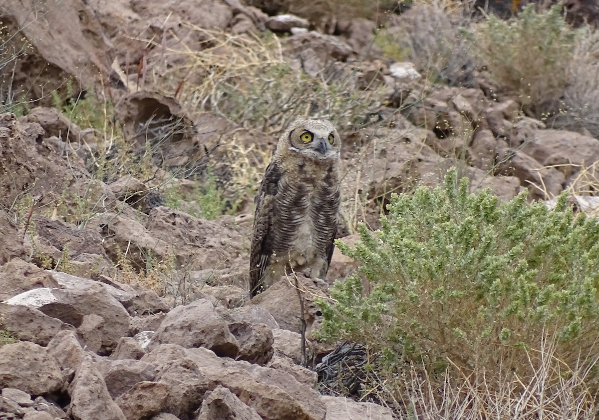 Great Horned Owl - ML30134641