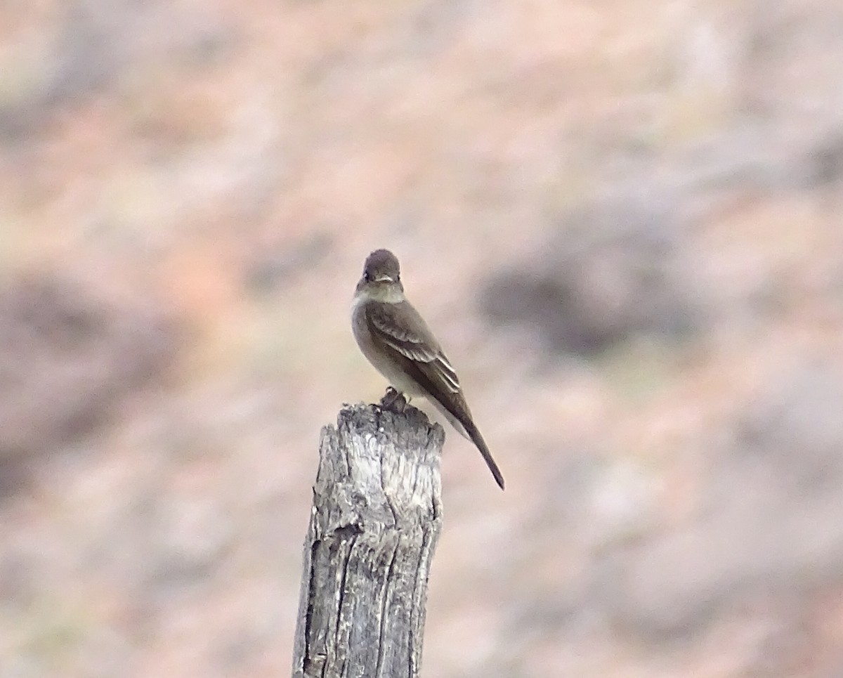 Western Wood-Pewee - ML30134681