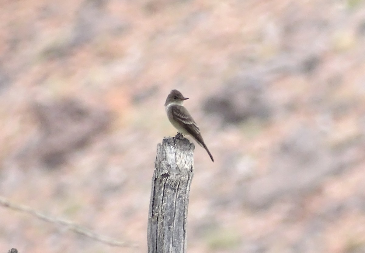 Western Wood-Pewee - ML30134691