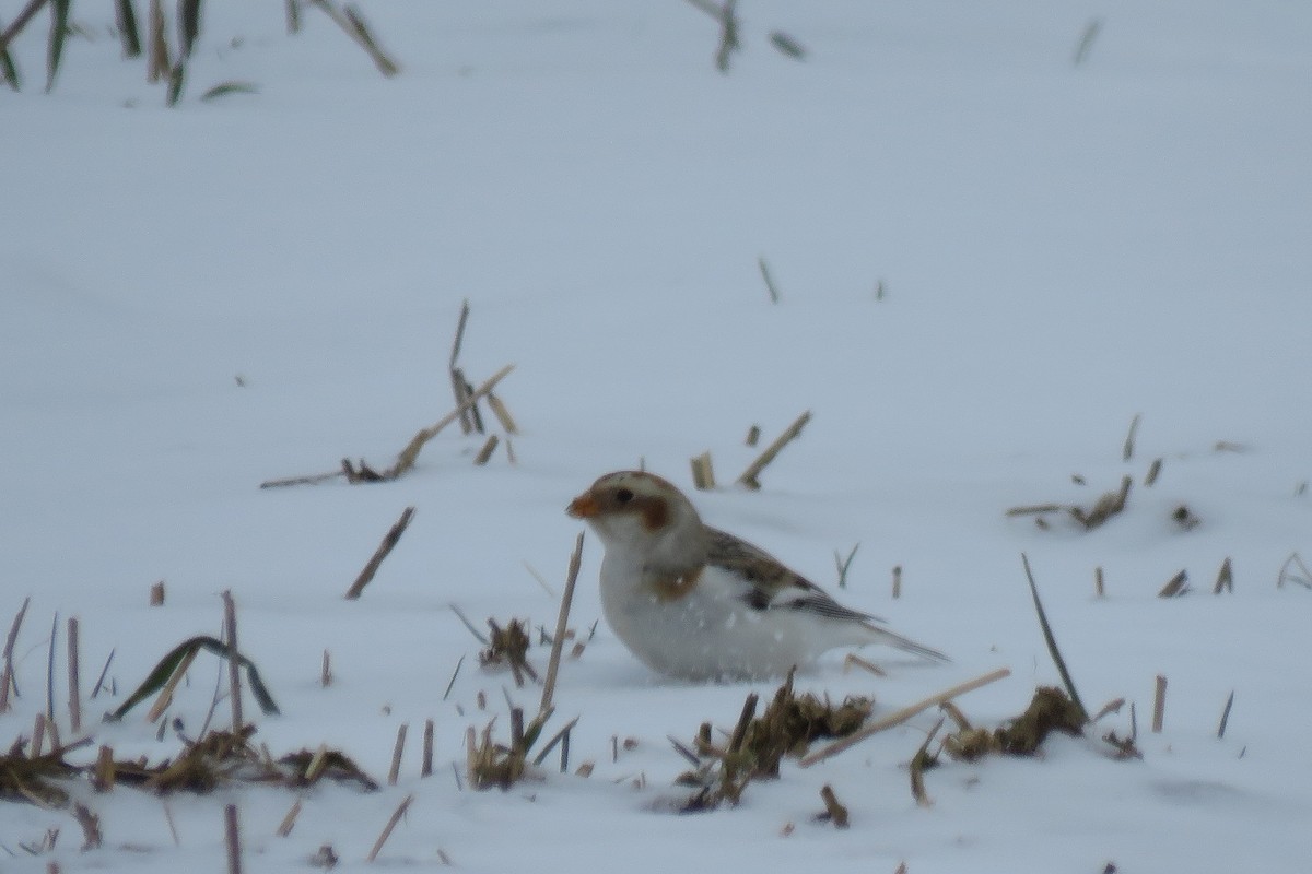 Snow Bunting - ML301347361