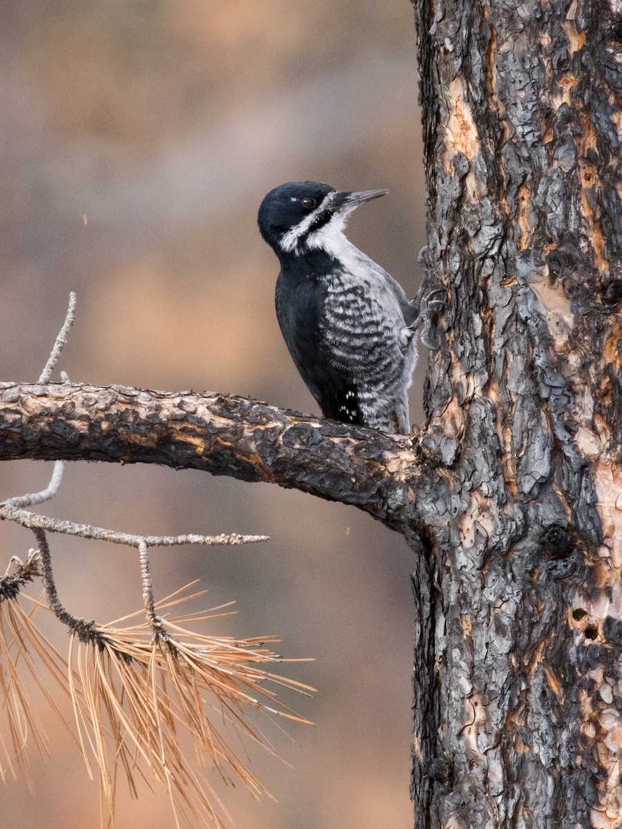 Black-backed Woodpecker - Bob Martinka