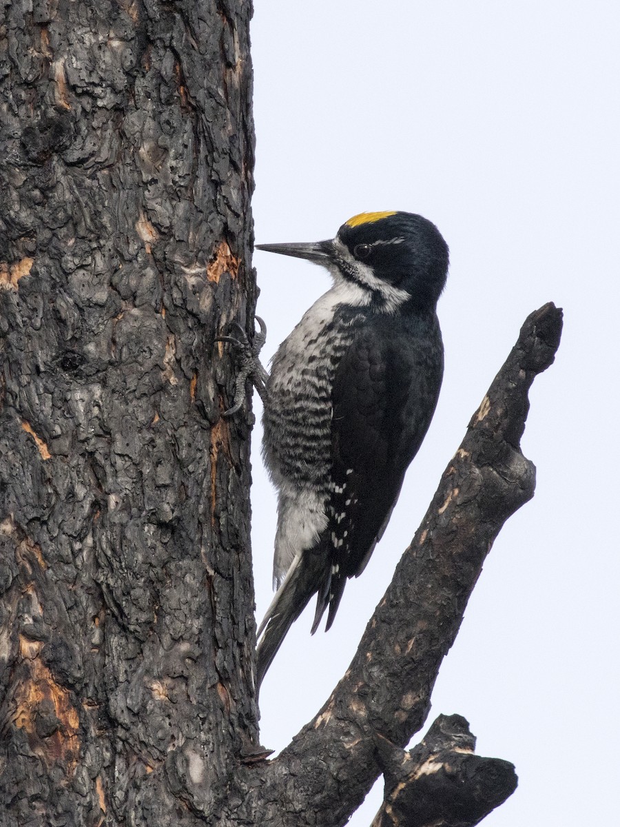 Black-backed Woodpecker - Bob Martinka