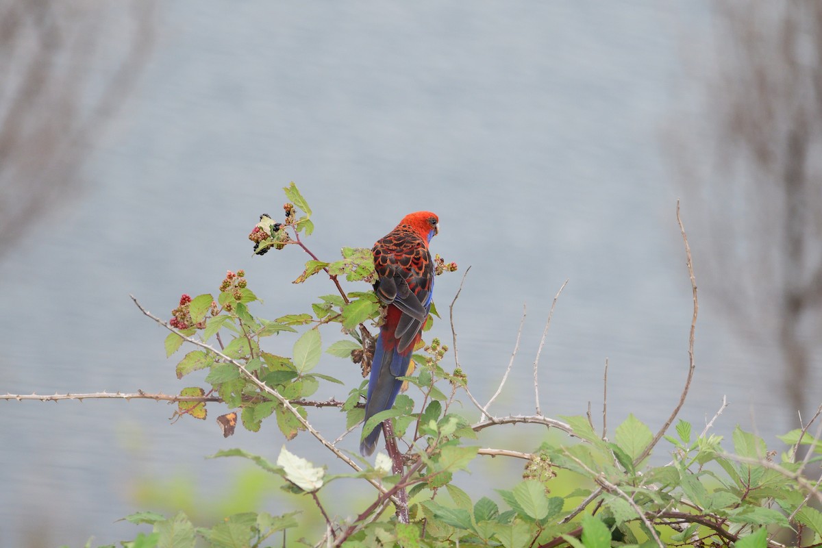 Crimson Rosella - ML301349571