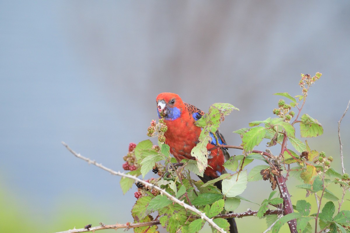 Crimson Rosella - ML301349761