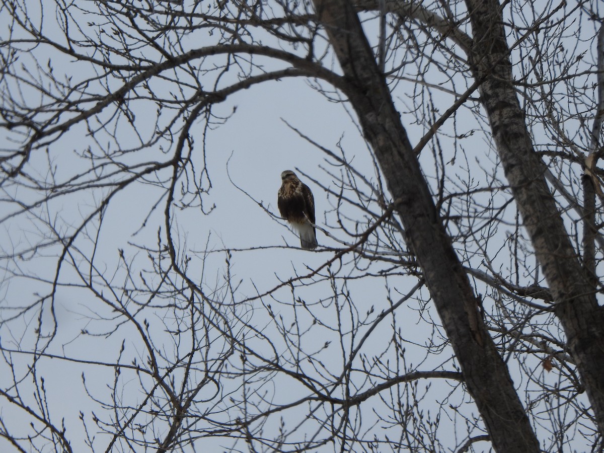 Rough-legged Hawk - ML301350491