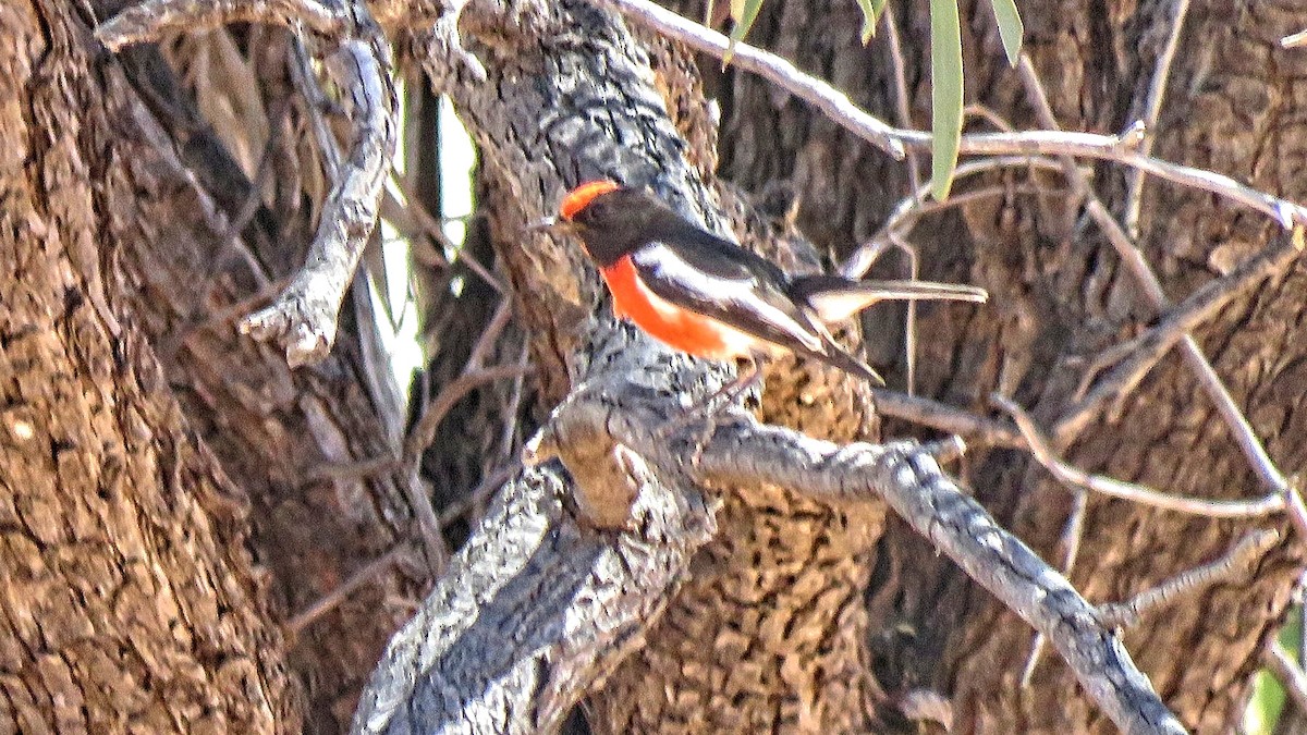 Red-capped Robin - ML301350531