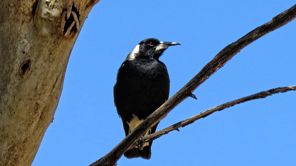 Australian Magpie - ML301350641