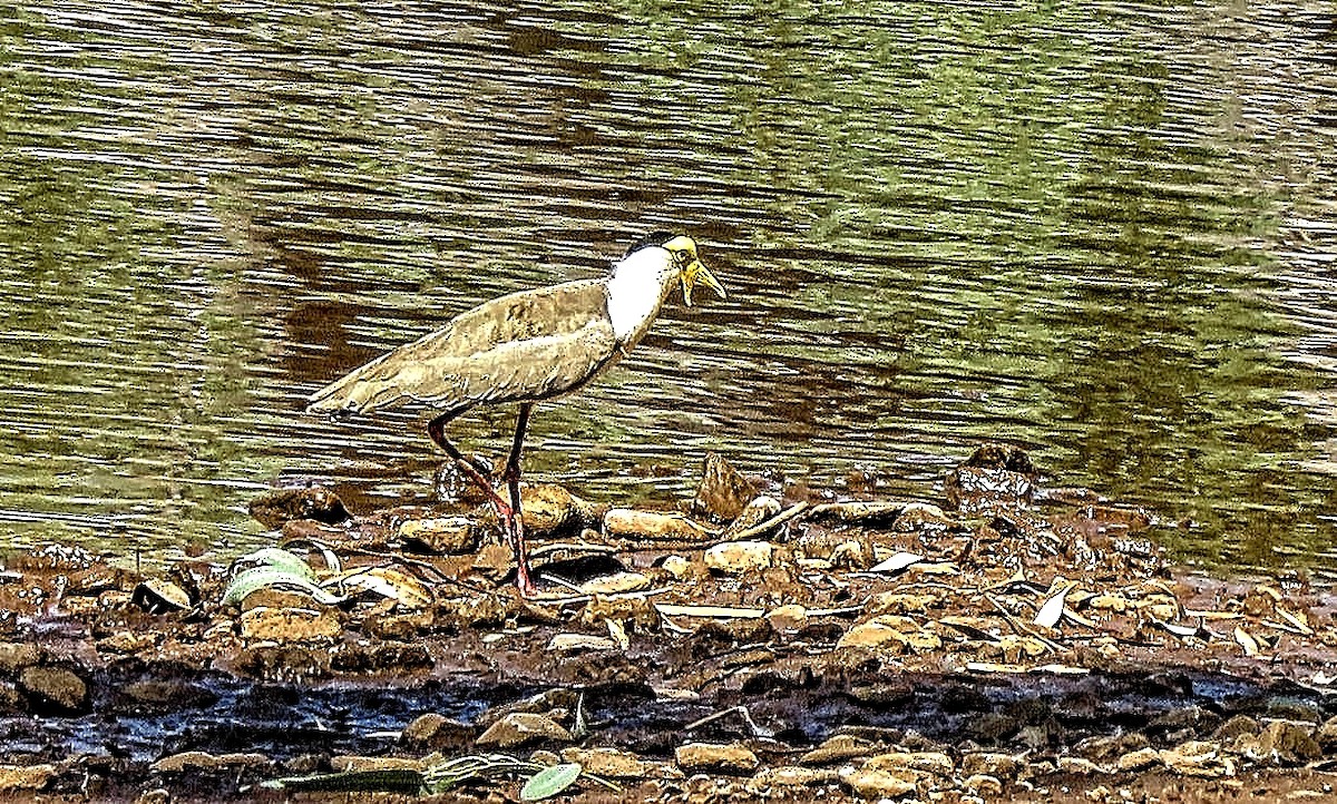 Masked Lapwing - ML301350981