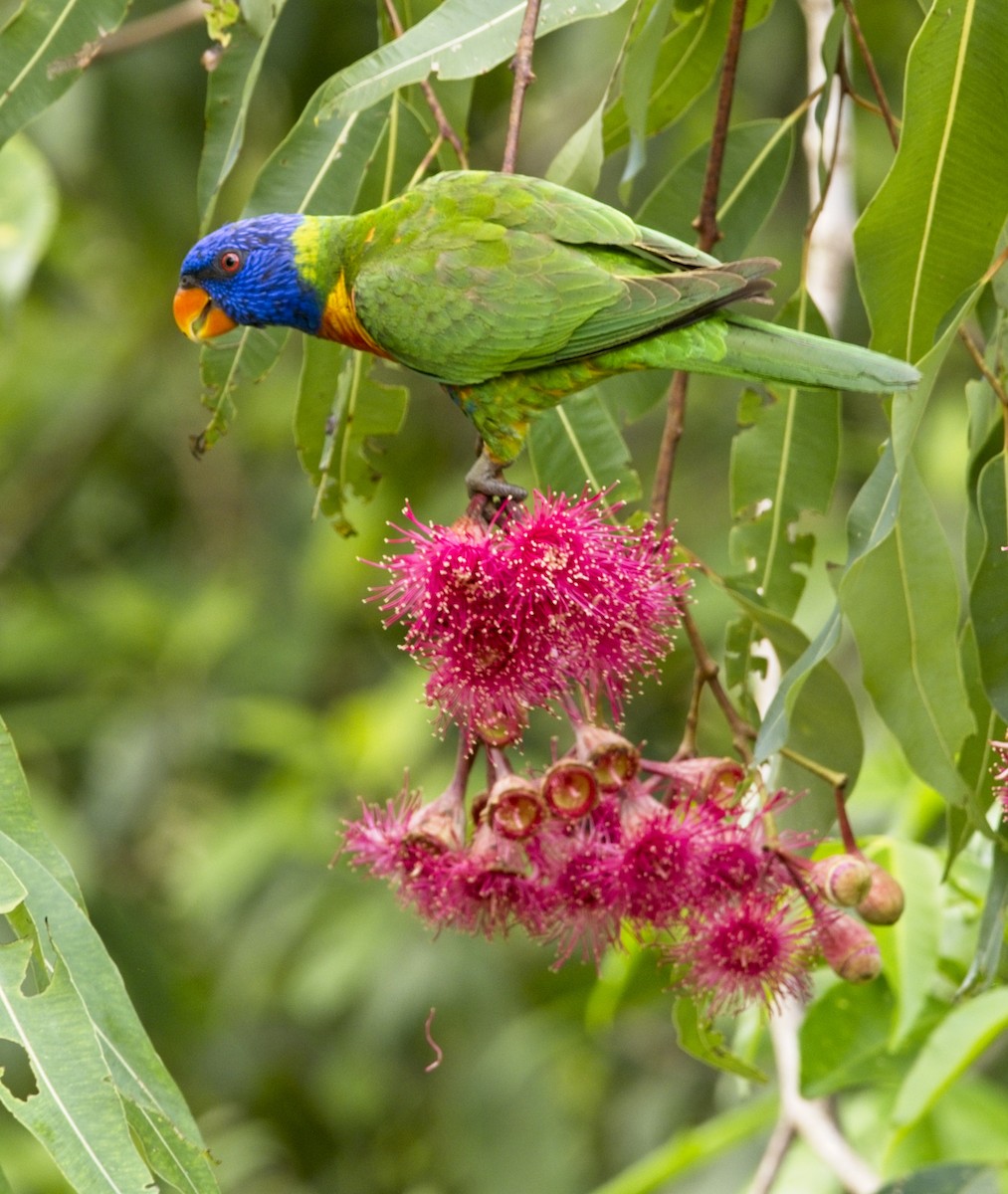 Rainbow Lorikeet - Keith & Lindsay Fisher