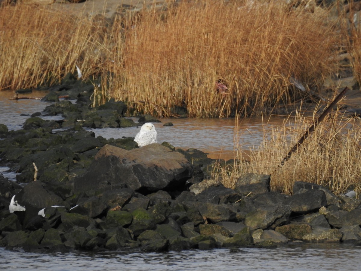 Snowy Owl - ML301352381