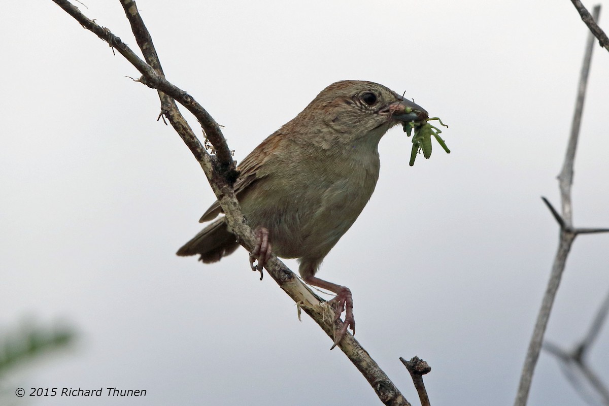 Botteri's Sparrow - ML301353361