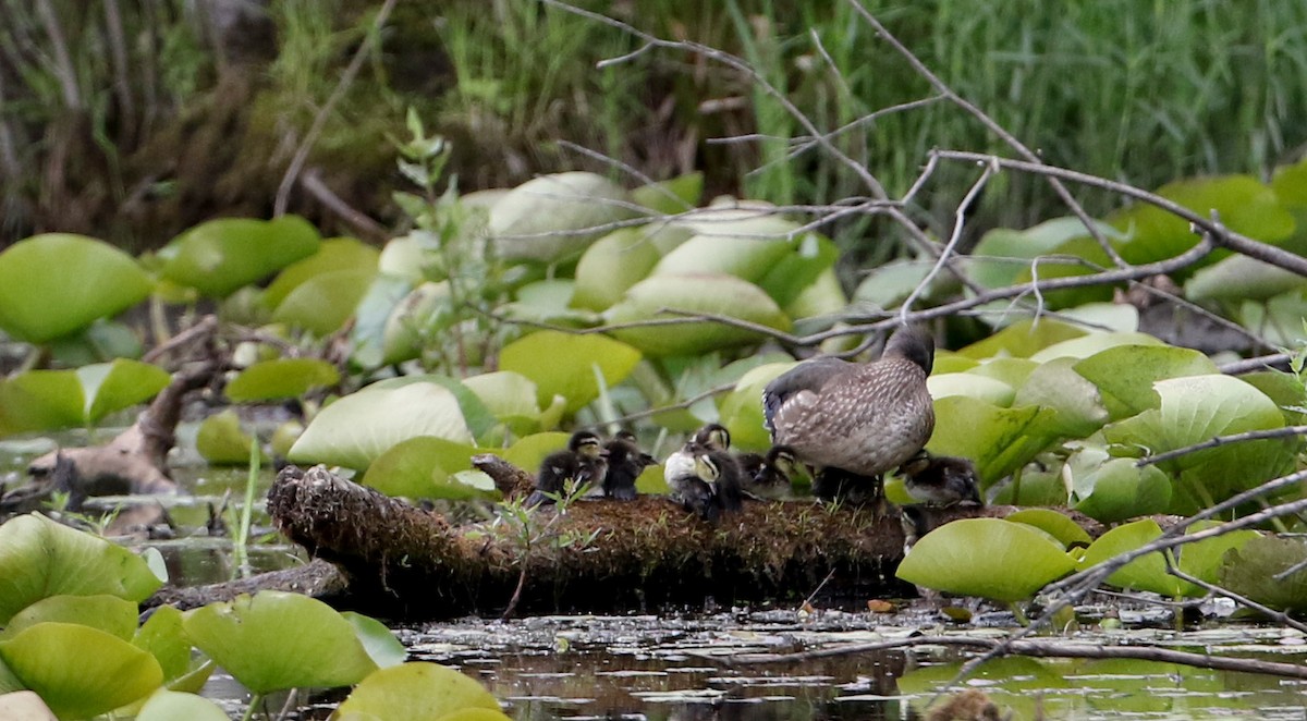 Wood Duck - Jay McGowan