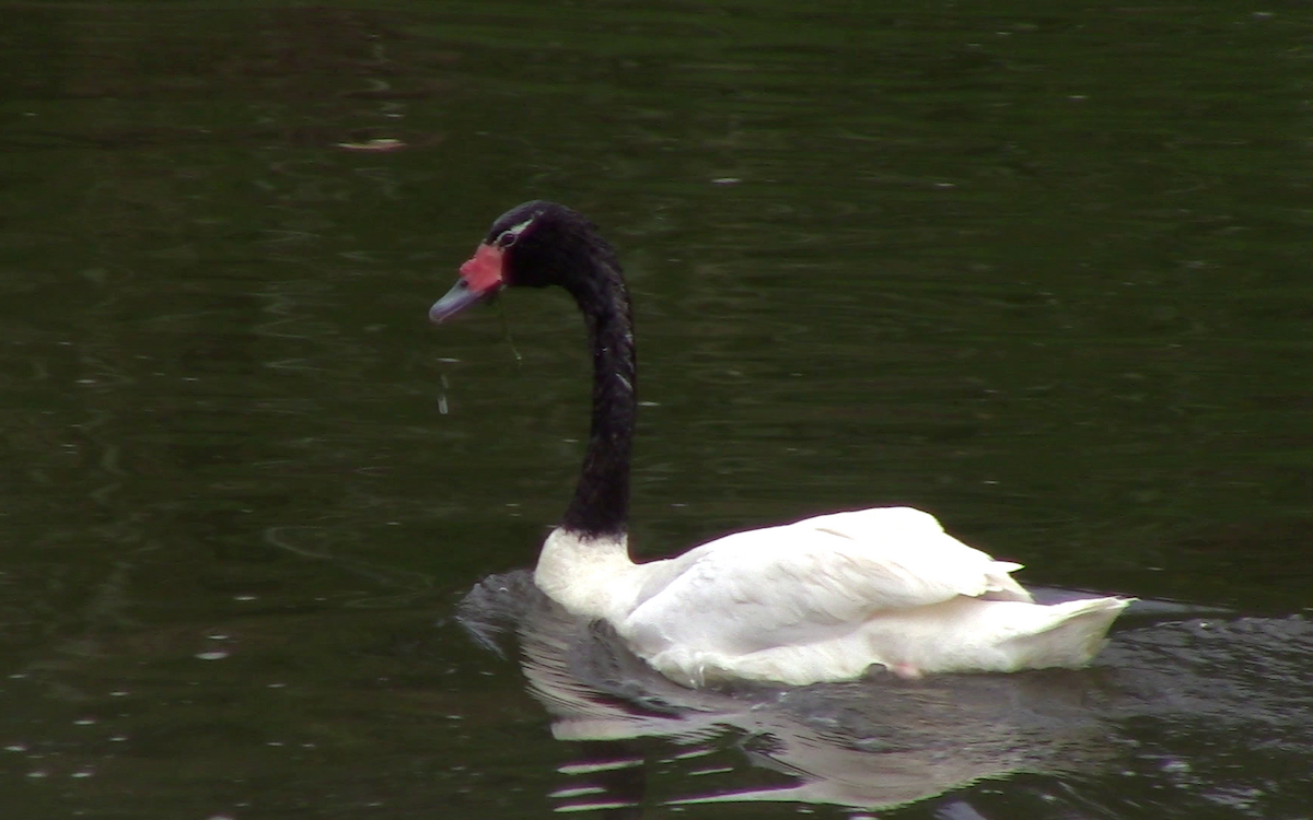 Black-necked Swan - ML301356151