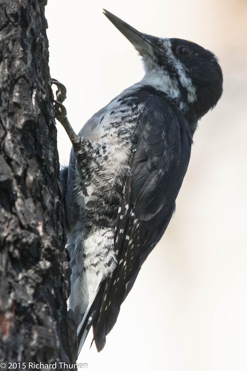 Black-backed Woodpecker - ML301359491