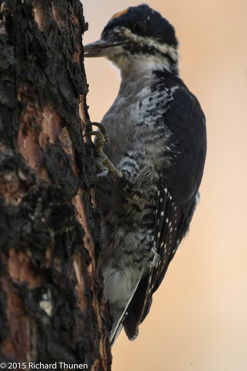 American Three-toed Woodpecker - ML301359861