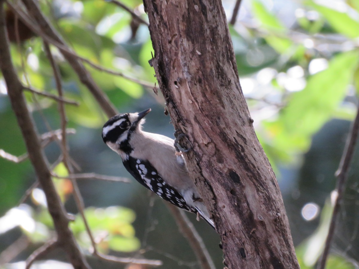 Downy Woodpecker - ML301362021