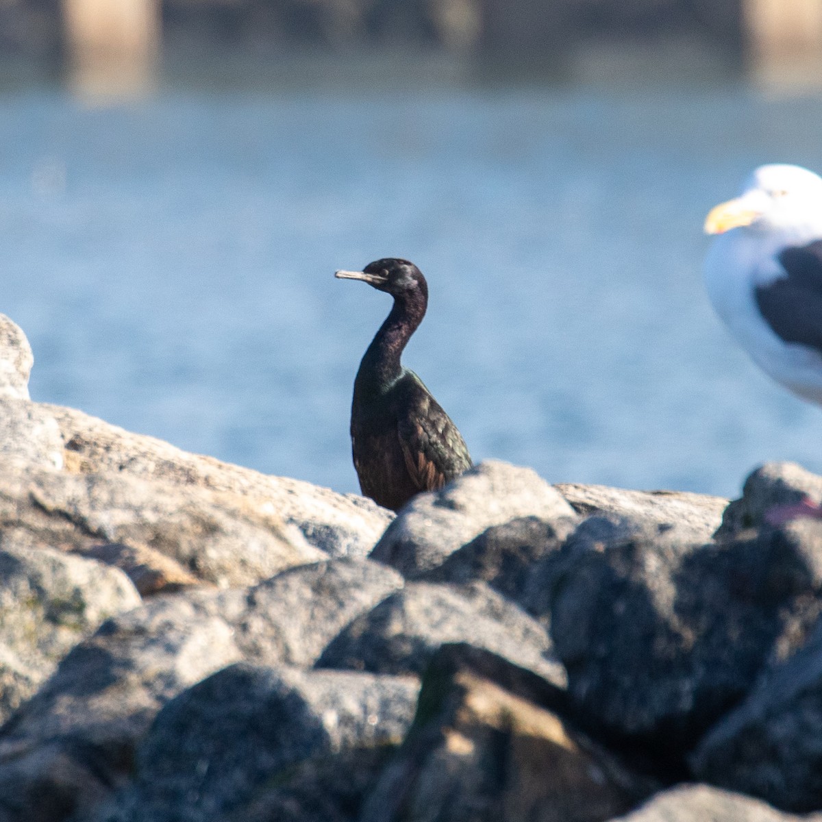 Pelagic Cormorant - ML301363371