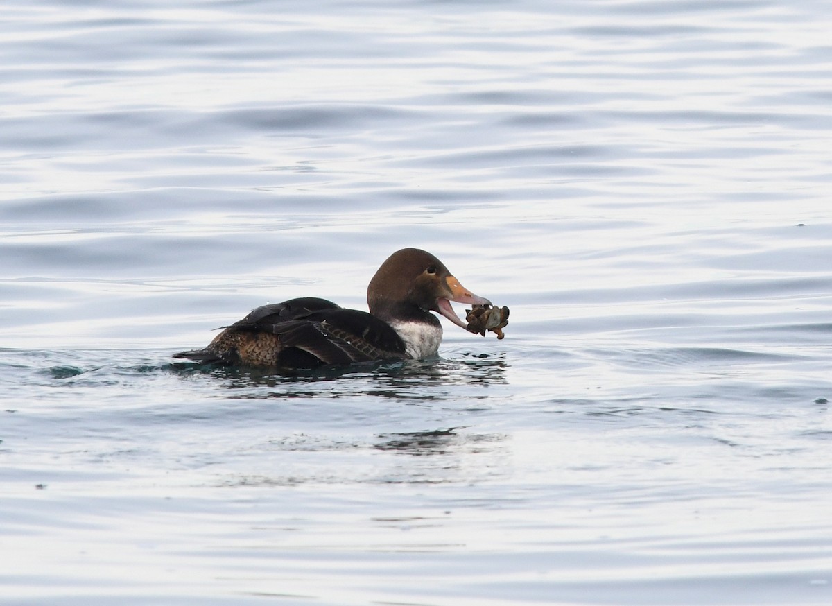 King Eider - Joshua van der Meulen