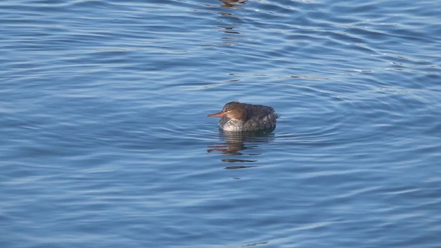 Red-breasted Merganser - ML301363891