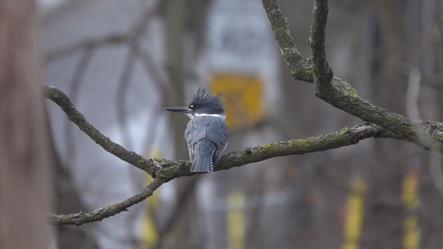 Belted Kingfisher - ML301364641