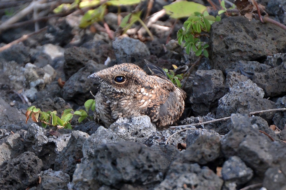 Scissor-tailed Nightjar - ML301366731