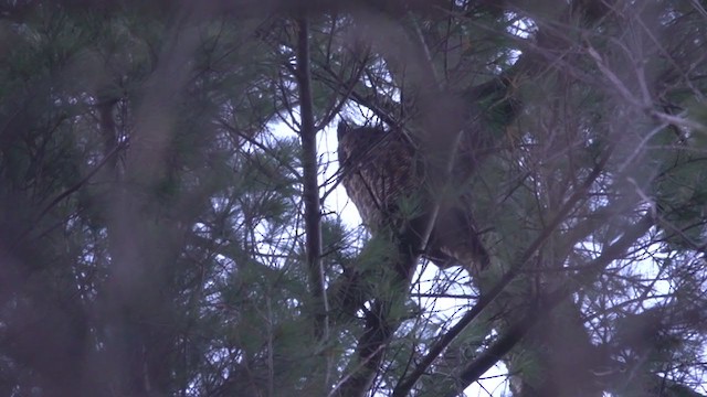 Great Horned Owl - ML301367291