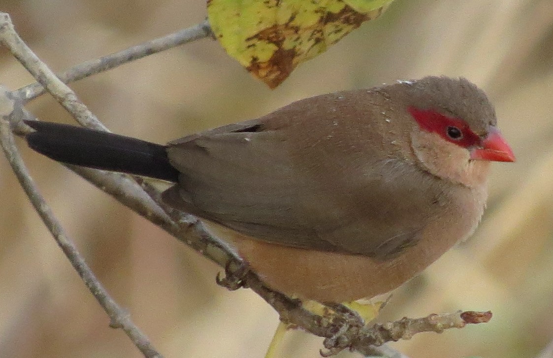 Black-rumped Waxbill - ML301367301