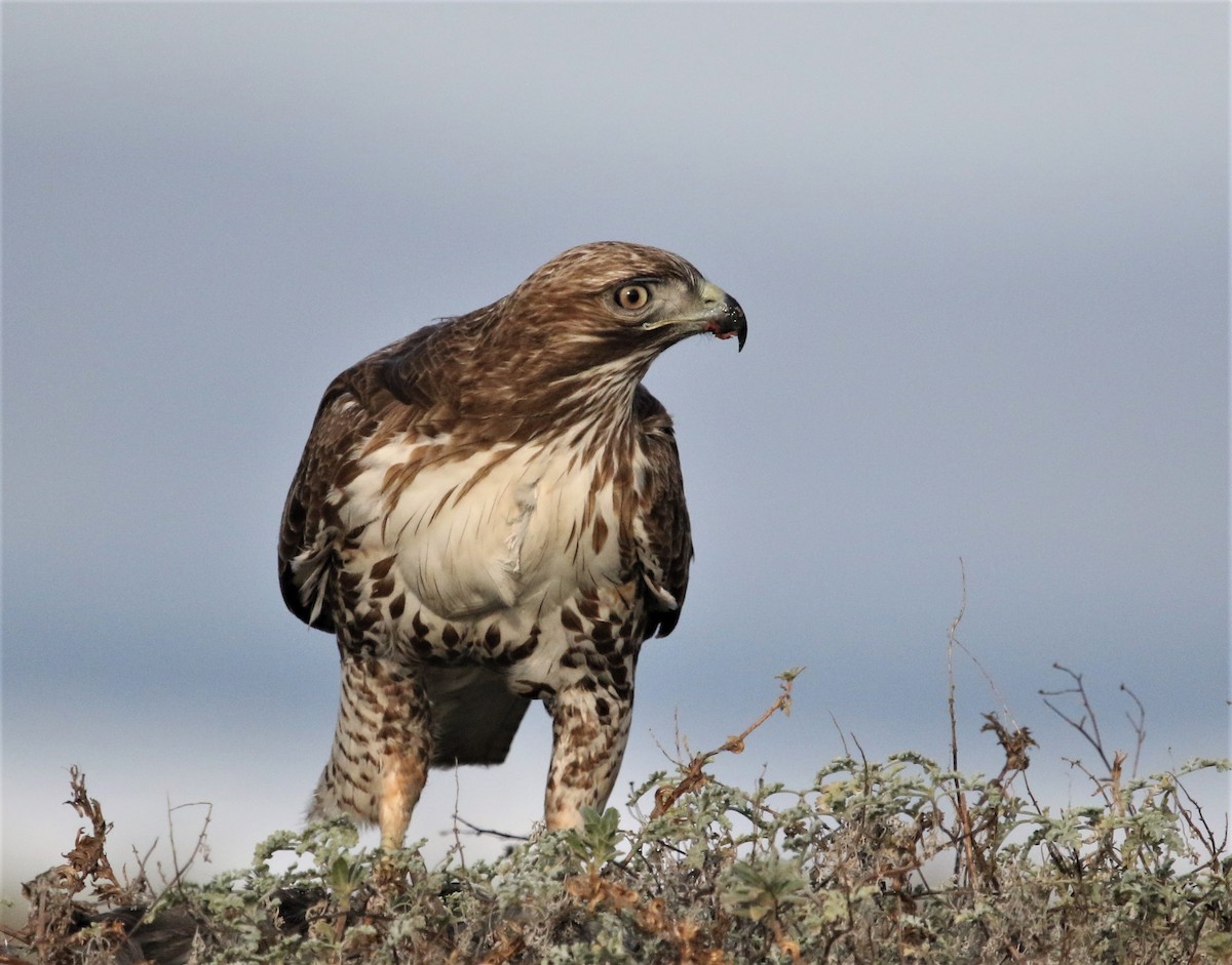 Red-tailed Hawk - ML301367761